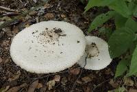 Chlorophyllum molybdites image