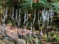 Xylaria hypoxylon image