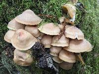 Armillaria mellea image