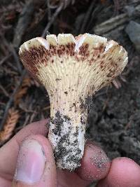 Gomphus floccosus image