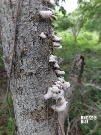 Schizophyllum commune image