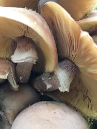 Armillaria mellea image