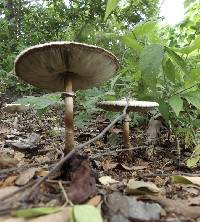 Chlorophyllum molybdites image