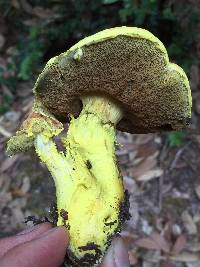 Pulveroboletus ravenelii image