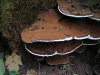 Ganoderma applanatum image