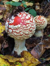 Amanita muscaria image