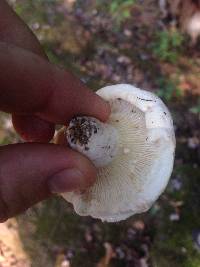 Lactarius piperatus image