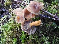 Craterellus tubaeformis image