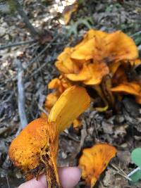 Omphalotus illudens image