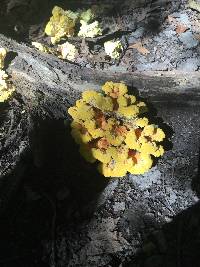 Laetiporus sulphureus image