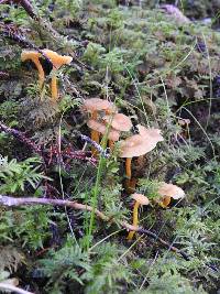 Craterellus tubaeformis image