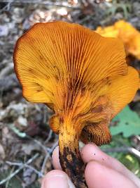 Omphalotus illudens image