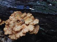 Laetiporus sulphureus image