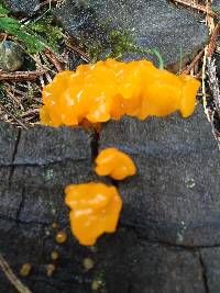 Tremella mesenterica image