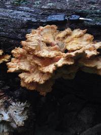 Laetiporus sulphureus image