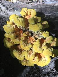 Laetiporus sulphureus image