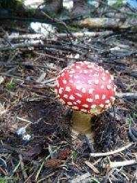 Amanita muscaria image