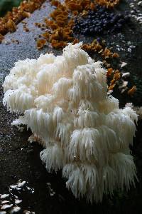 Hericium americanum image