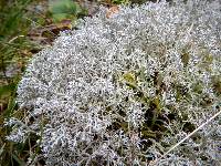 Cladonia rangiferina image