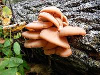 Image of Lentinus cochleatus