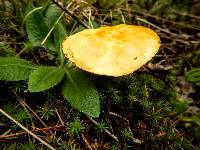 Suillus americanus image