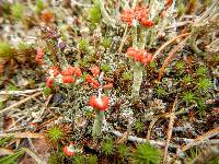 Cladonia cristatella image