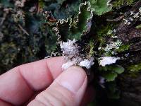 Peltigera leucophlebia image