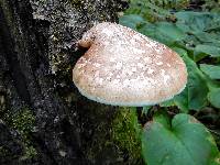 Piptoporus betulinus image