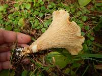 Gomphus floccosus image