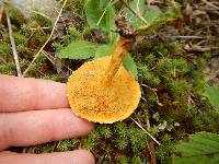 Suillus americanus image