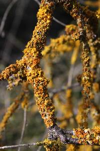 Xanthoria parietina var. parietina image