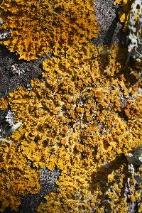 Xanthoria parietina var. parietina image