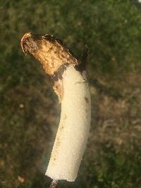 Phallus impudicus var. impudicus image