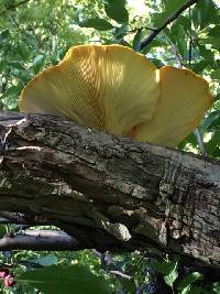 Pleurotus ostreatus image