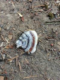 Trametes versicolor image