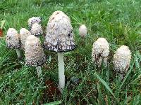 Coprinus comatus image