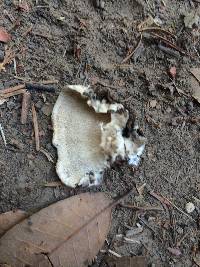 Trametes versicolor image