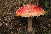 Amanita muscaria image