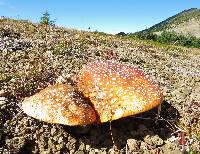 Amanita muscaria image