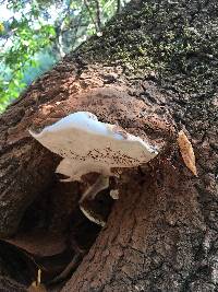 Ganoderma brownii image