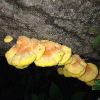 Laetiporus sulphureus image