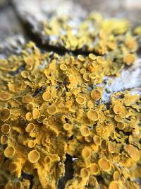 Xanthoria parietina var. parietina image