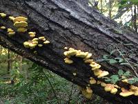 Laetiporus sulphureus image