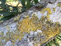 Xanthoria parietina var. parietina image