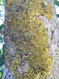 Xanthoria parietina var. parietina image