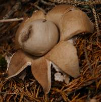 Geastrum fimbriatum image