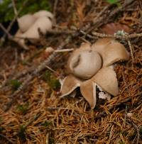 Geastrum fimbriatum image