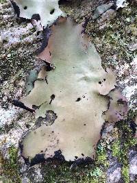 Umbilicaria mammulata image
