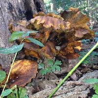 Omphalotus illudens image