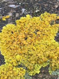 Xanthoria parietina var. parietina image